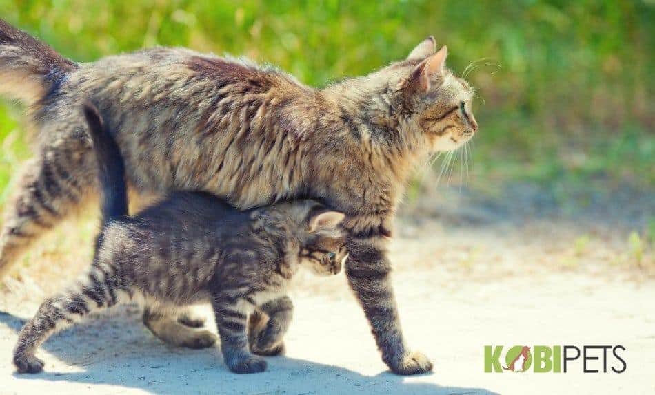 image-of-a-cat-and-her-cub