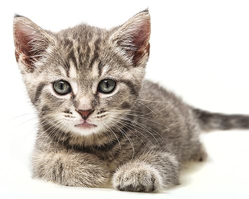 image-of-a-cute-kitten