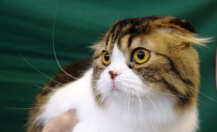 image-of-a-lonely-cat