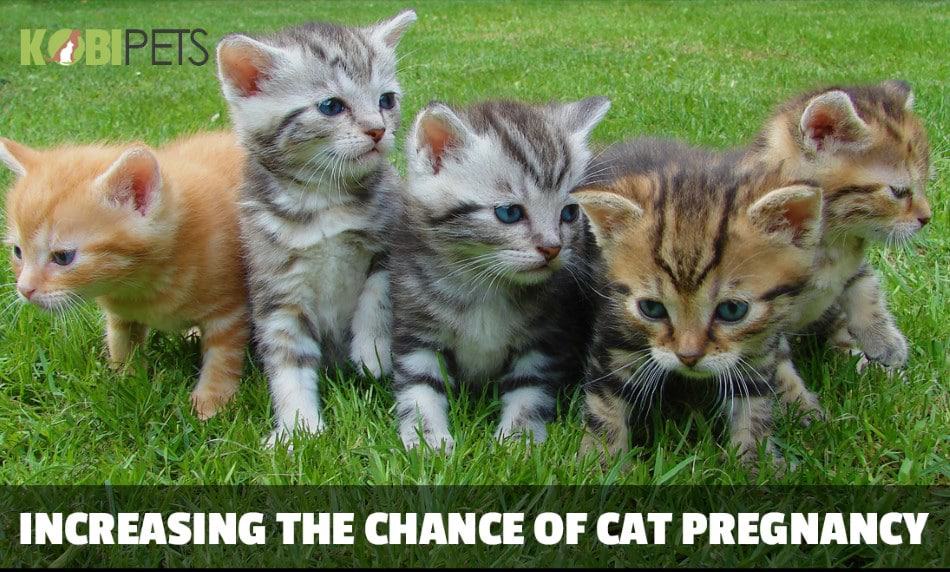 Things You Can Do to Improve the Chance of Cat Pregnancy
