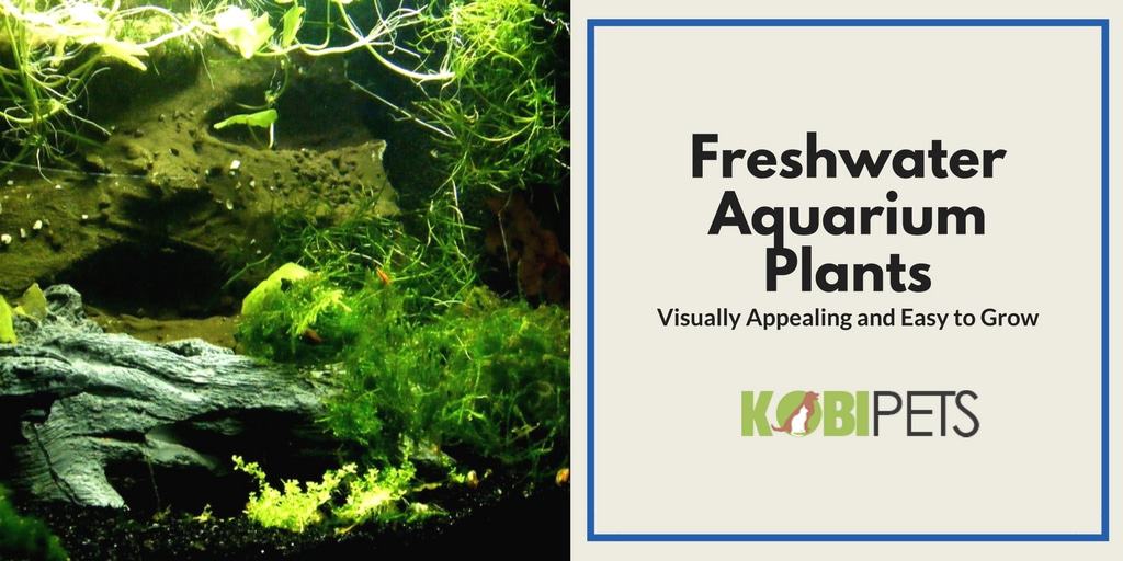 Fast and Easy to Grow Freshwater Aquarium Plants - Featured