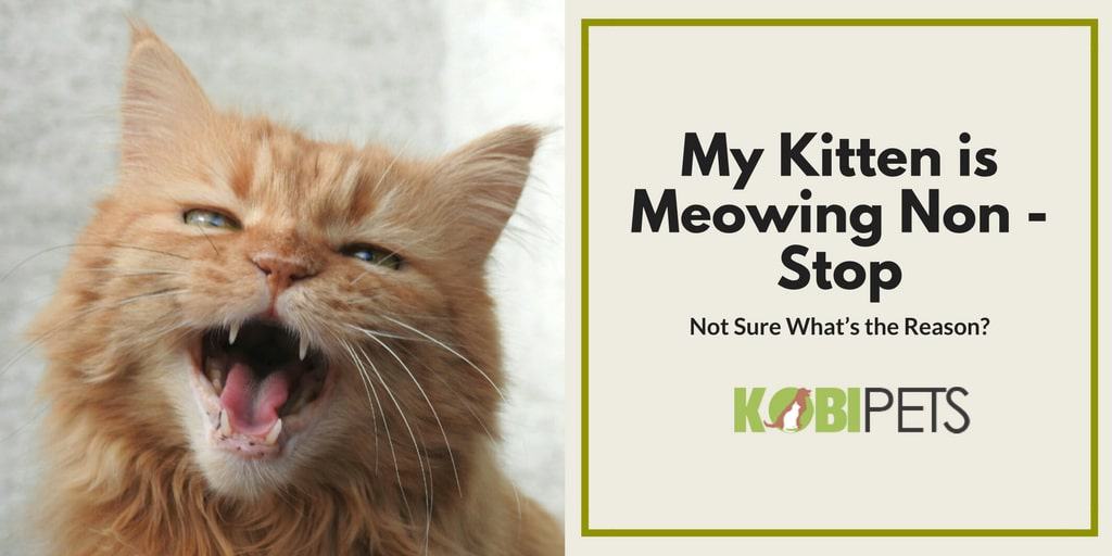 Why Kitten Won't Stop Meowing? Kobi Pets Answers