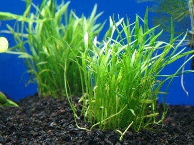 Lilaeopsis-foreground-freshwater-plant