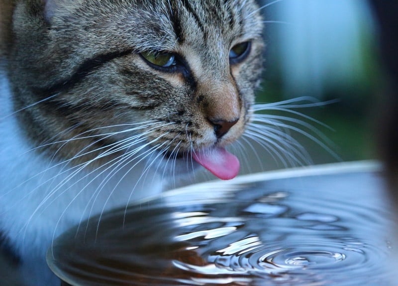 cat drinking water - the tongue is sticking out