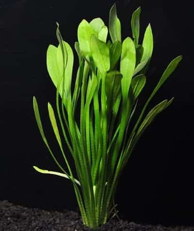 image-of-Dwarf-Sagittaria-plant-for-fresh-water-aquarium
