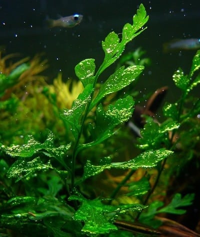 image-of-african-water-fern