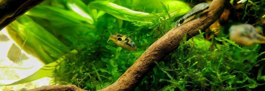image-of-dwarf-pufferfish