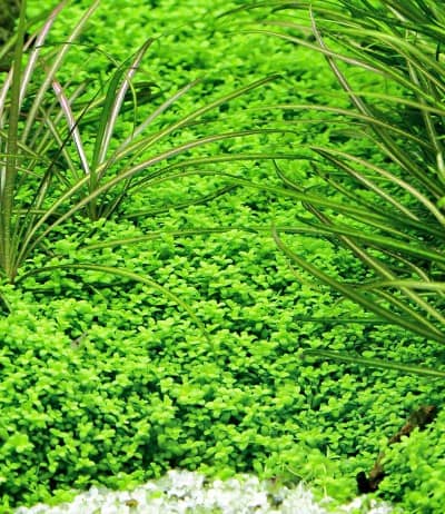 image-of-freshwater-tank-plant-dwarf-baby-tears