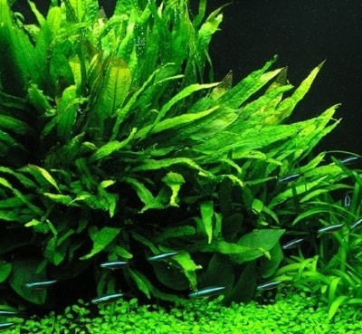 image-of-java-fern-plant