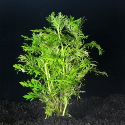 image-of-water-wisteria-plant