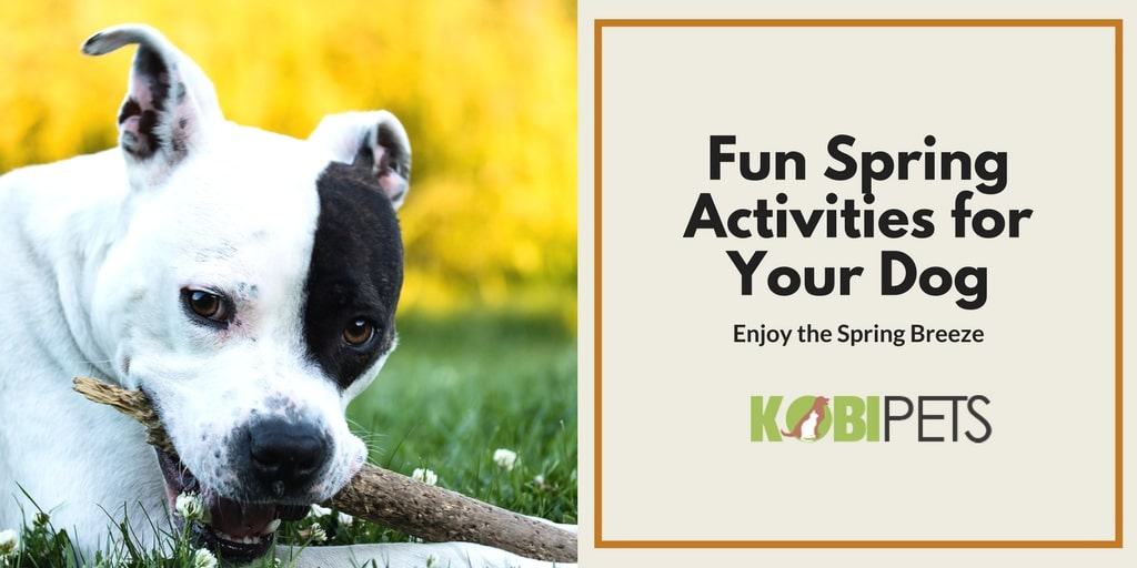 fun spring activities for your dog - Featured Image