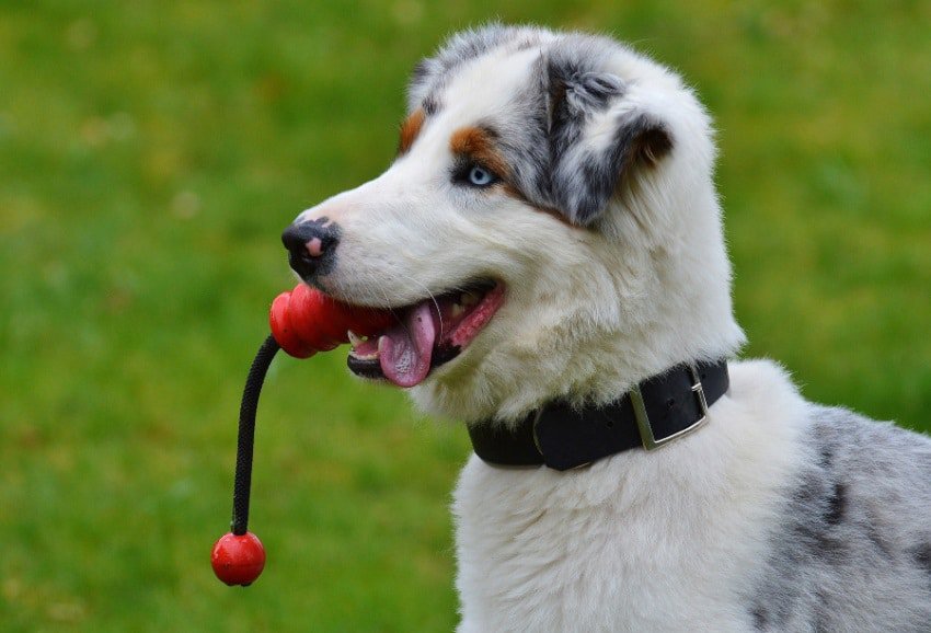 image-of-a-dog-playing-fetch