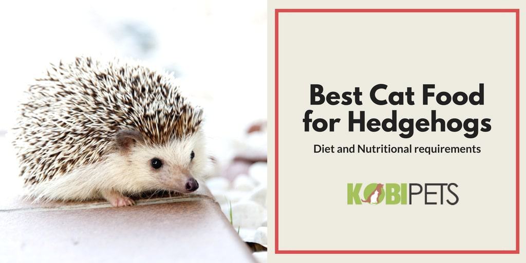 best cat food for hedgehogs - Featured Image