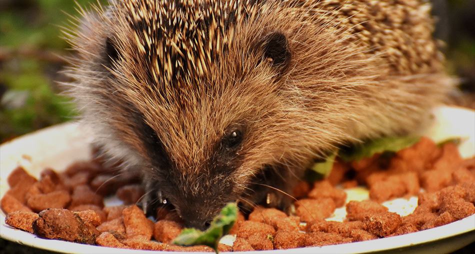 purina cat food for hedgehogs