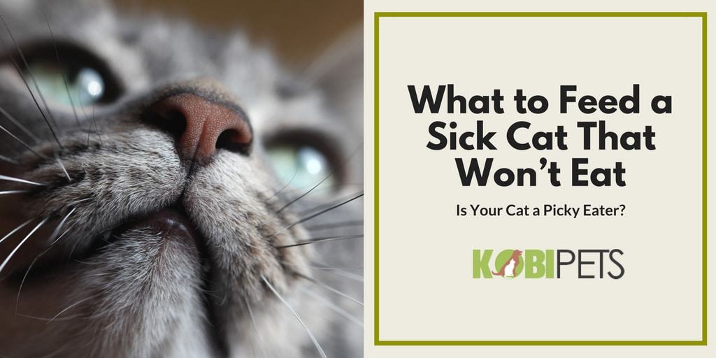 what to feed a sick cat that won't eat - Featured Image