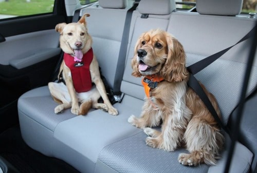 dog seat belts