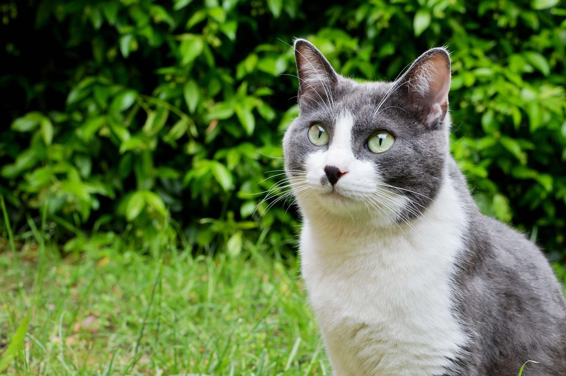 image of a gray and white cat with the cute dark nose