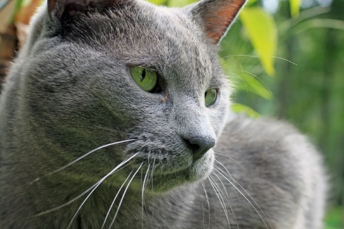 image of a male blue cat