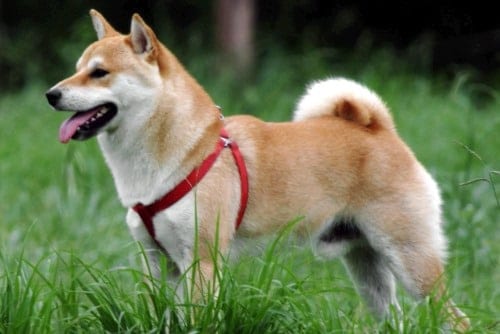 step in dog harness