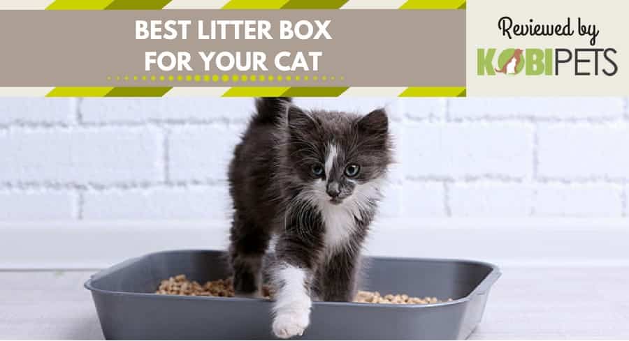 best cat litter box - featured img