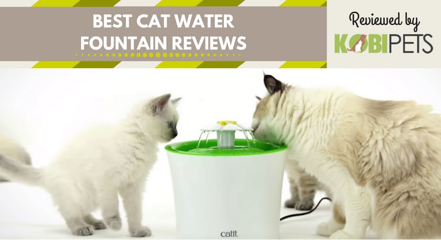 best cat water fountain reviews - featured img