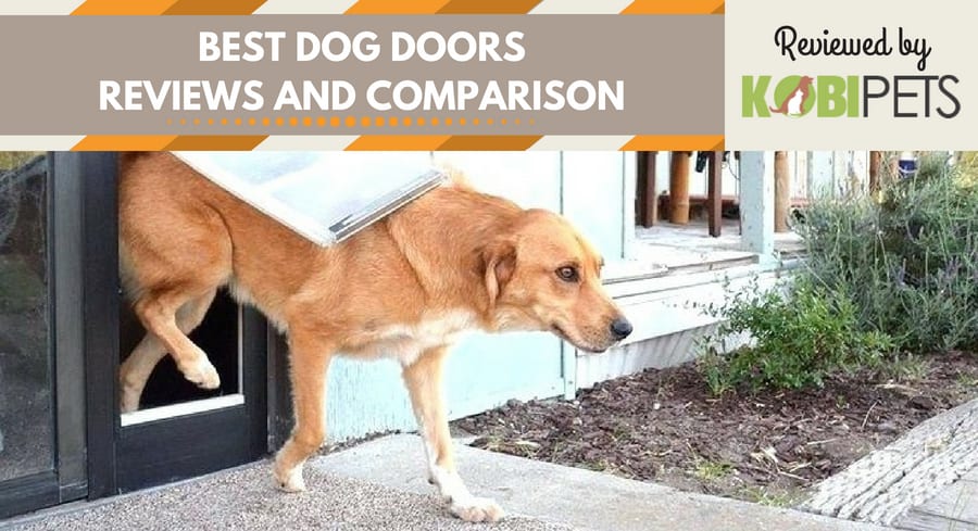 best dog door reviews - featured img