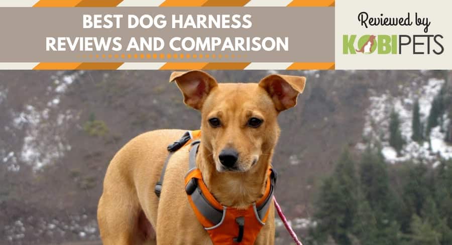 best dog harness reviews - featured img