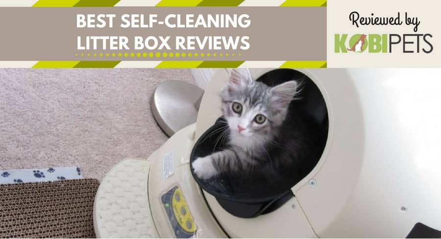 best self cleaning litter box reviews - featured img