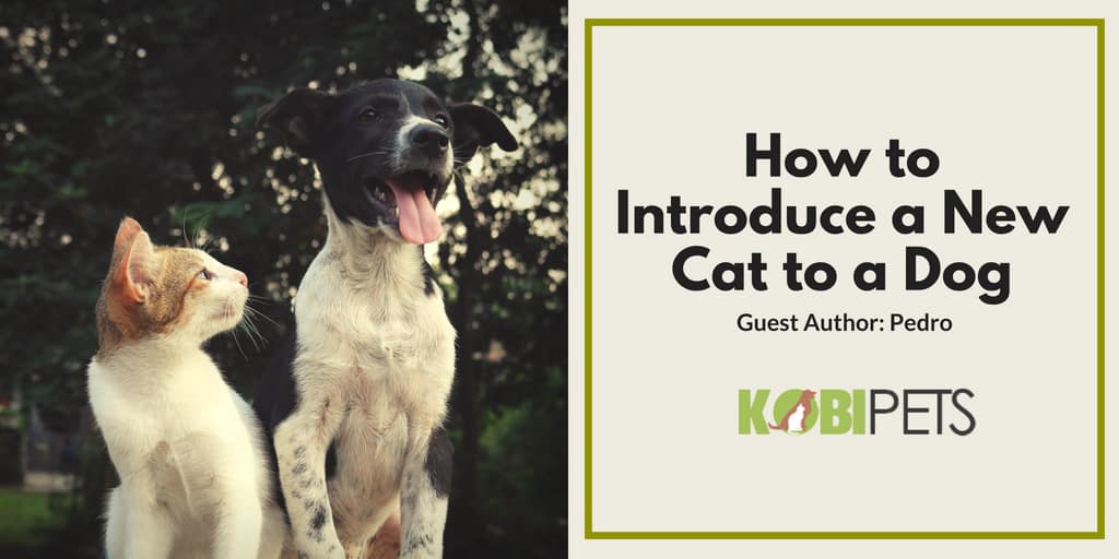 how to Introduce a new cat to a family dog - featured image