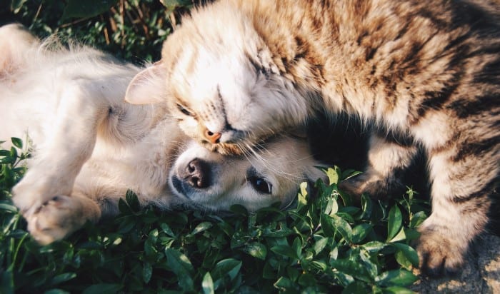 image of a cat and a dog snuggling
