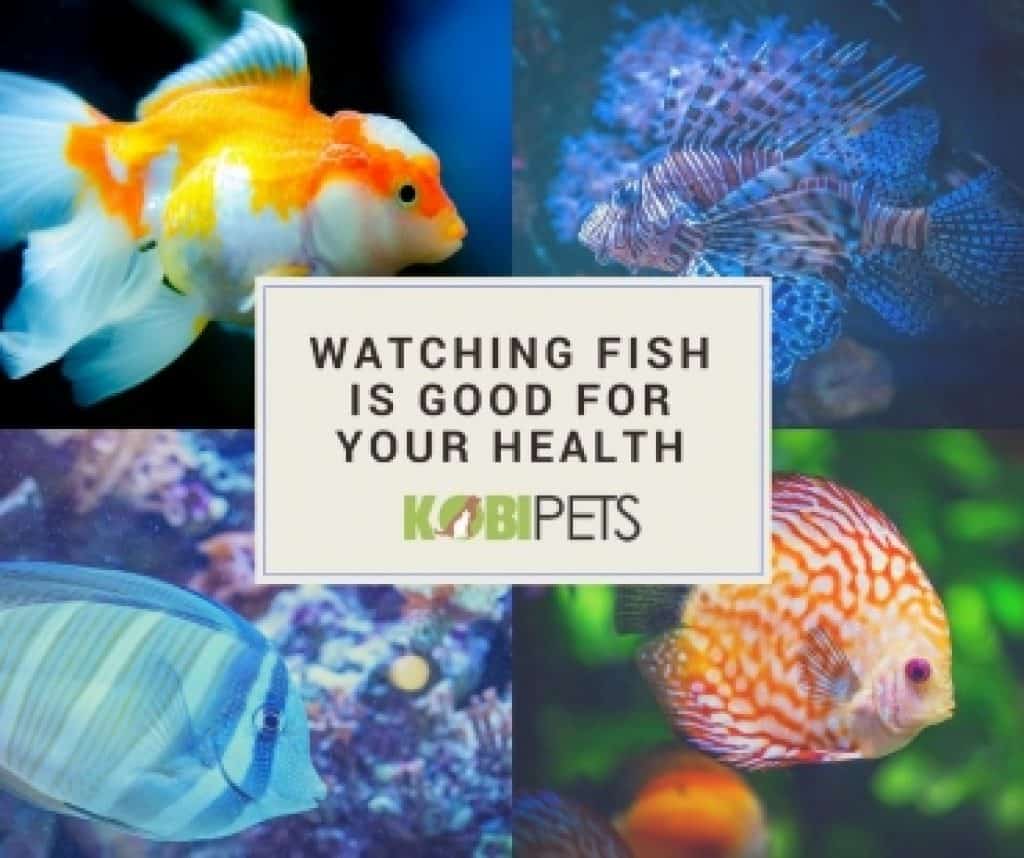 watching-fish-is-healthy-img
