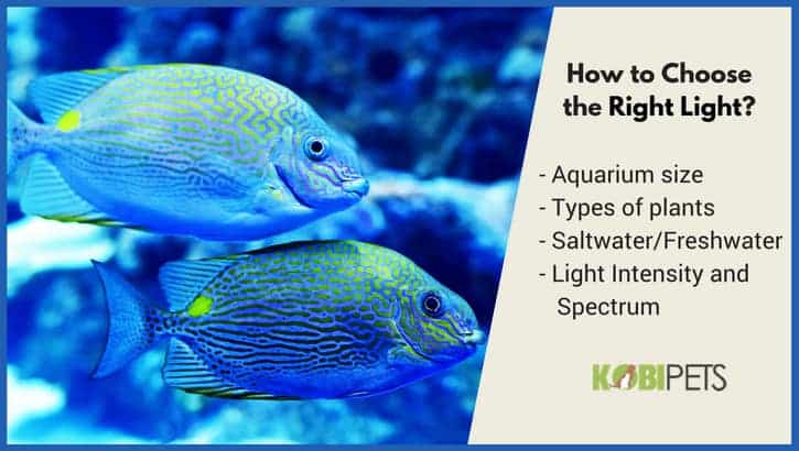 choosing the right led light - image