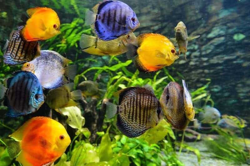 image of a freshwater aquarium