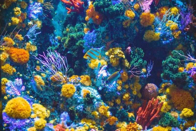 image of colorful corals in fish tank