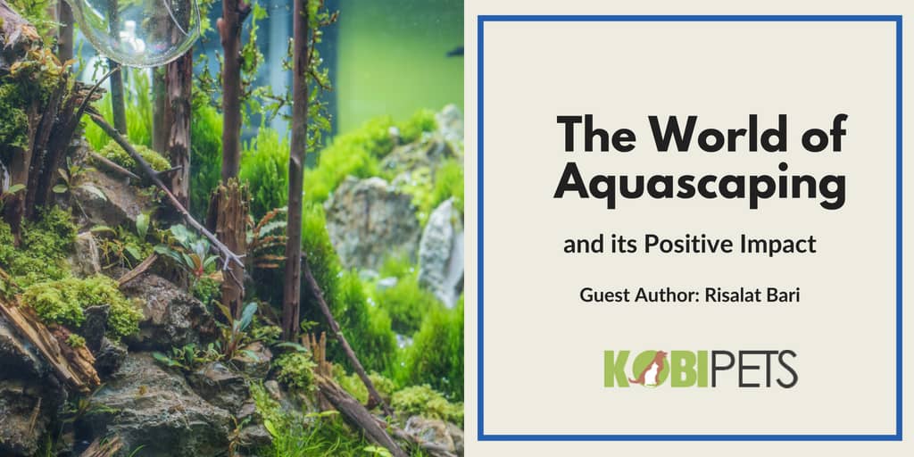 the world of aquascaping - featured image