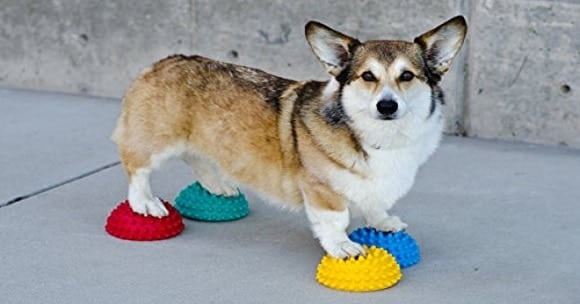 ADULT DOGS EXERCISE