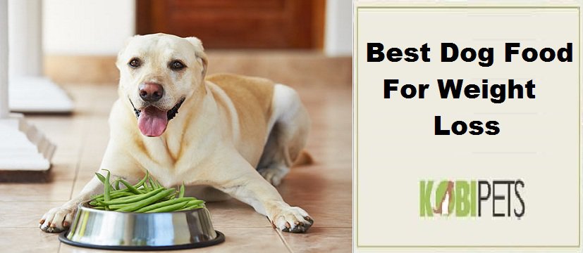 Best Dog Food For Weight Loss