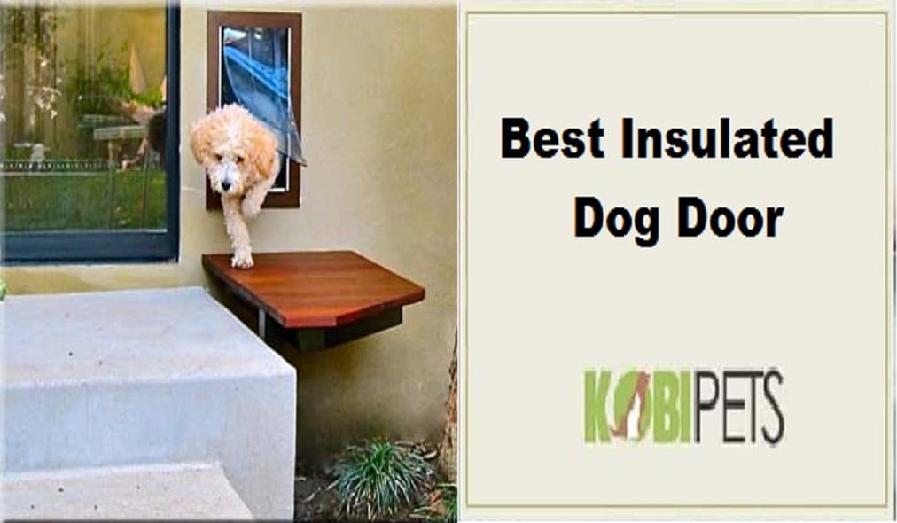 Best Insulated Dog Door