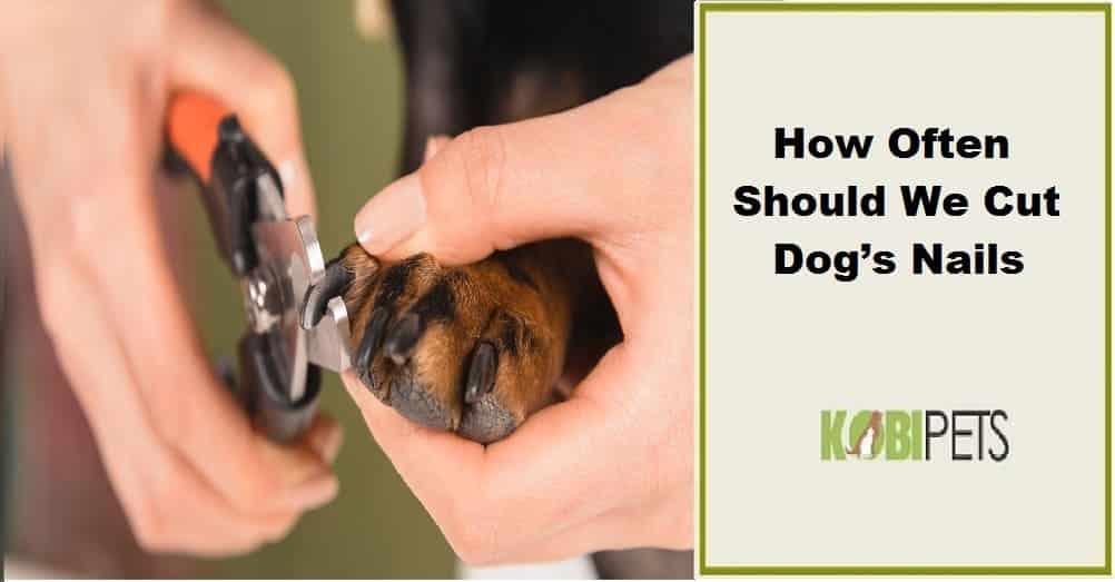 How Often Should We Cut Dog's Nails | Kobi Pets