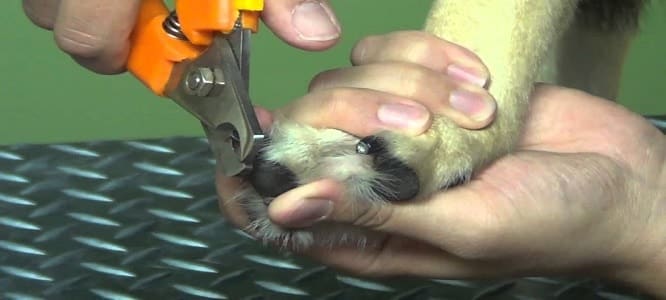 How Often Should We Cut Dog's Nail