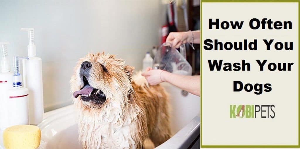 How Often Should You Wash Your Dog Kobi Ptes