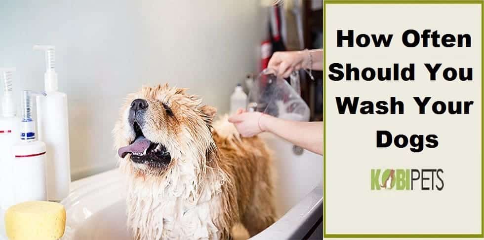 How Often Should You Wash Your Dogs