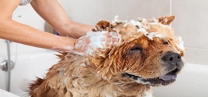 How Often Should You Wash Your Dogs