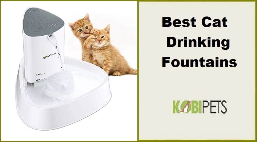 Best Cat Drinking Fountains