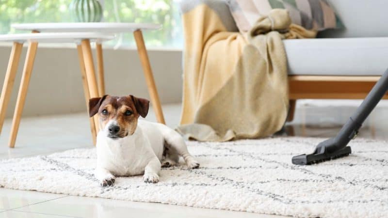 clean a carpet from dog hair