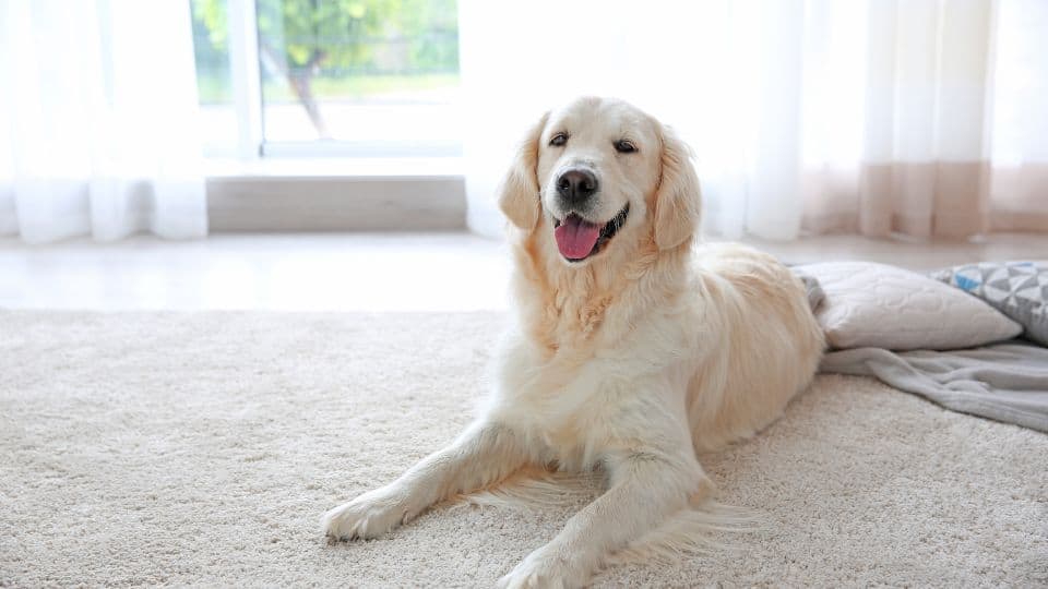 clean a carpet from dog hair