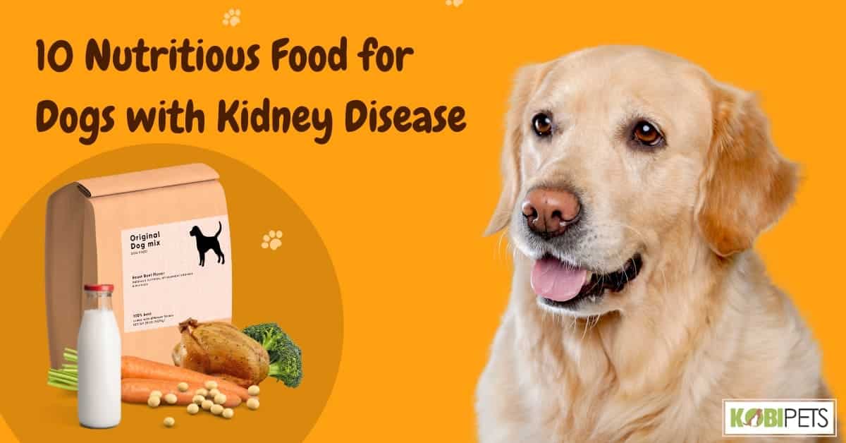 10 Nutritious Food for Dogs with Kidney Disease