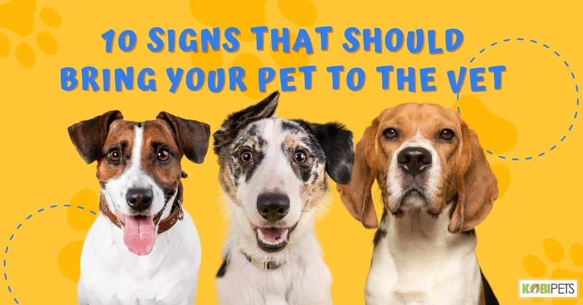 10 Signs That Should Bring Your Pet To The Vet