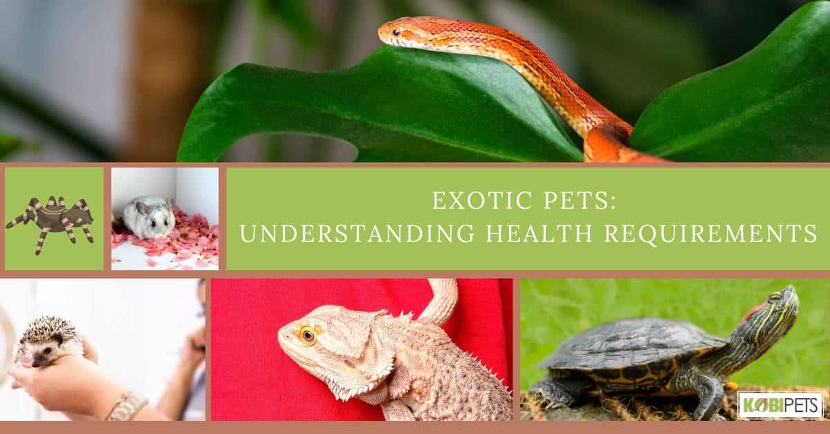 Exotic Pets Understanding Health Requirements