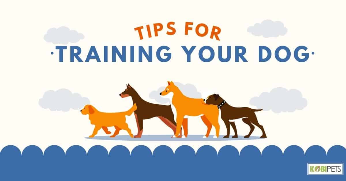 Tips for Training Your Dog